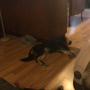 Meet your Posher, Missy